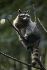 Raccoon.jpg